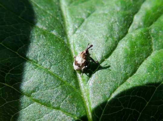 Den sjældne snudebille Tapinotus sellatus i Ellemosen 16. juni 2019. Fot. Asbjørn Hillestoft.