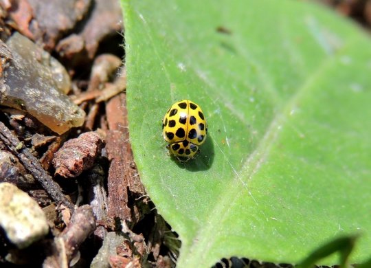 Toogtyveplettet mariehøne (Psyllobora vigintiduopunctata) ved Ellemosen 24. juli 2019. Fot. Asbjørn Hillestoft.