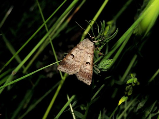 Vikkeugle (Lygephila pastinum) ved Ellemosen d. 24. juni 2022. Foto: Asbjørn Hillestoft