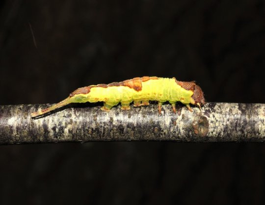 Larve af aspegaffelhale (Furcula bifida) ved Sneglehøj 26. juli 2022. Foto: Asbjørn Hillestoft.