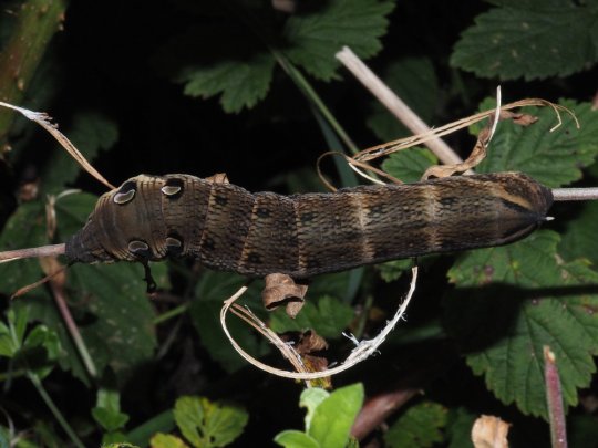  Dueurtsværmer (Deilephila elpenor). Larve på ca. 8 cm fotograferet mellem Sneglehøjsøerne. Foto Asbjørn Hillestoft 27-08-2025.