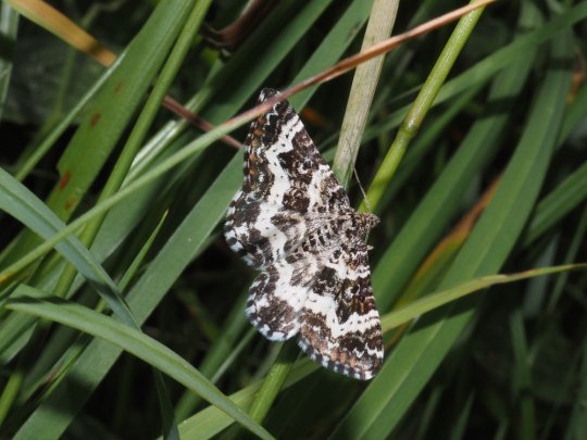 Sørgesnerremåler (Epirrhoe tristata). Fotograferet mellem Sneglehøjsøerne. Foto Asbjørn Hillestoft 26-06-2025.