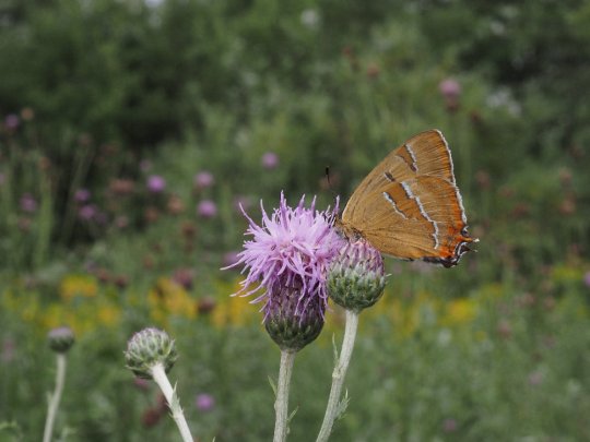 Guldhale (Thecla betulae). Fotograferet mellem Sneglehøjsøerne. Foto Asbjørn Hillestoft 06-08-2025.