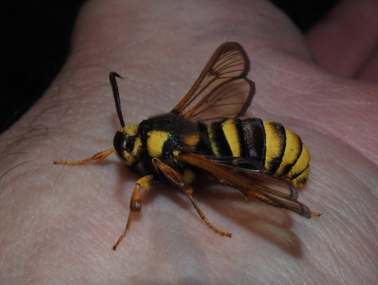 Stor glassv&aelig;rmer ved Snegleh&oslash;js&oslash;erne. Foto: Asbj&oslash;rn Hillestoft 13-07-2025.