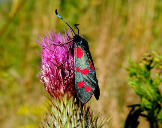 Seksplettet køllesværmer, Nyrup, 5. august 2015. Fot. Asbjørn Hillestoft.