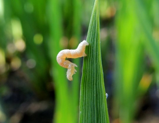 Uidentificeret målerlarve på iris i Ellemosen 25. maj 2016. Fot. Asbjørn Hillestoft.