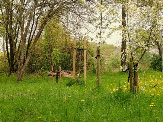 Frugtlund med rønnebær-, blomme-, pære-, æble- og paradisæbletræer ved Borgm. P. Christensens Sti 15. maj 2017. Fot. Asbjørn Hillestoft.