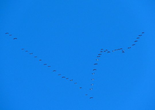 Tranetræk over Færgevejskilen 3. okt. 2016. Fot. Asbjørn Hillestoft.