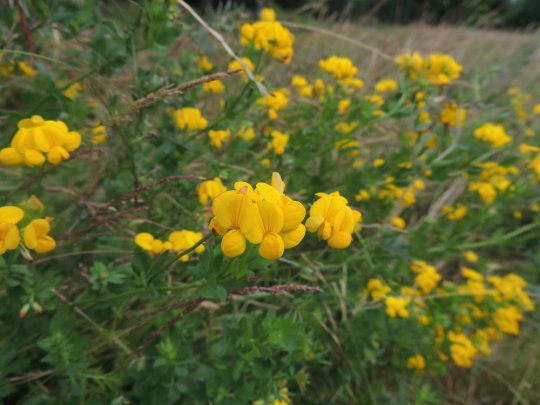 Almindelig kællingetand V for kælkebakken 10. juli 2015. Fot. Asbjørn Hillestoft.