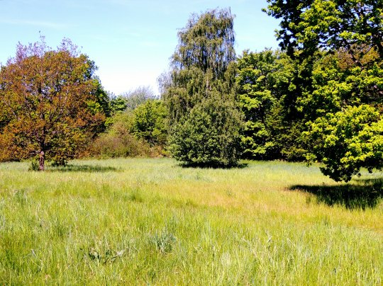 Det åbne areal med fritstående træer Ø for Kjeldsbjerggård 21. maj 2017. Fot. Asbjørn Hillestoft. Den nederste meters afløvning af træerne skyldes rådyrs fouragering.