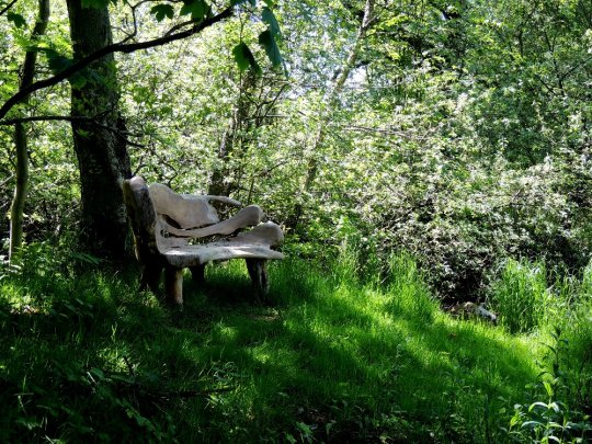 Bænk af teaktræsrod ved store Sneglehøj-sø 27. maj 2017. Fot. Asbjørn Hillestoft. En lignende bænk står ved Meulenborgs nedre mølledam.