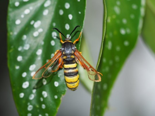 Seljepilglassværmer. Eksemplaret på billedet klækket fra puppe fundet i Ellemosen 10. februar 2018. Foto fra 19. maj 2018, Kasper Nyberg.